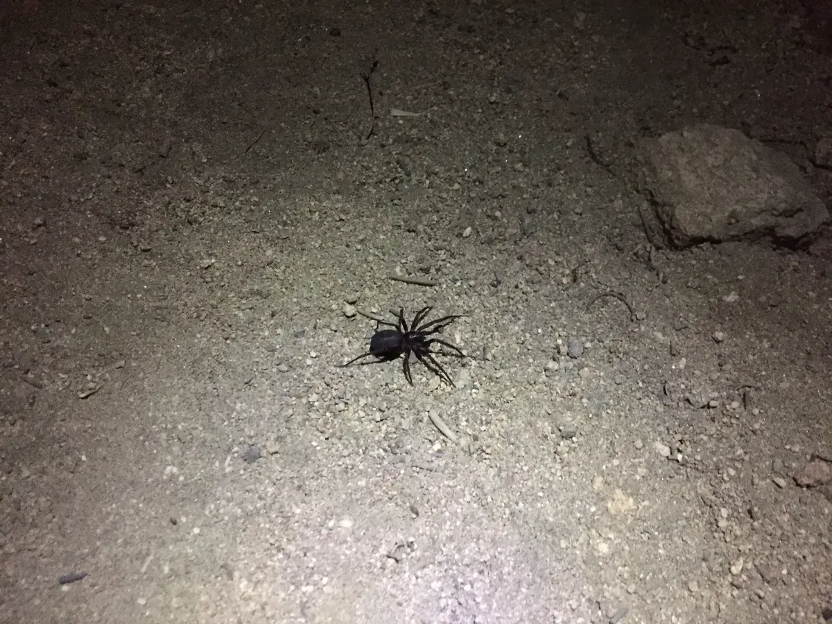 My spider friend from the climb