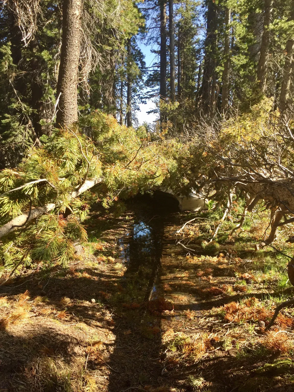 Fallen trees on top of snow on top of trail river 🙄