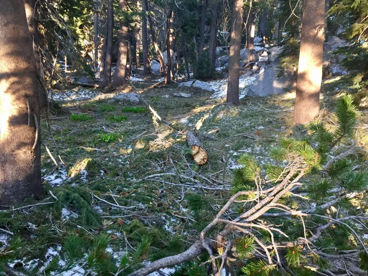 Modern art: pine needles/branches on snow on trail