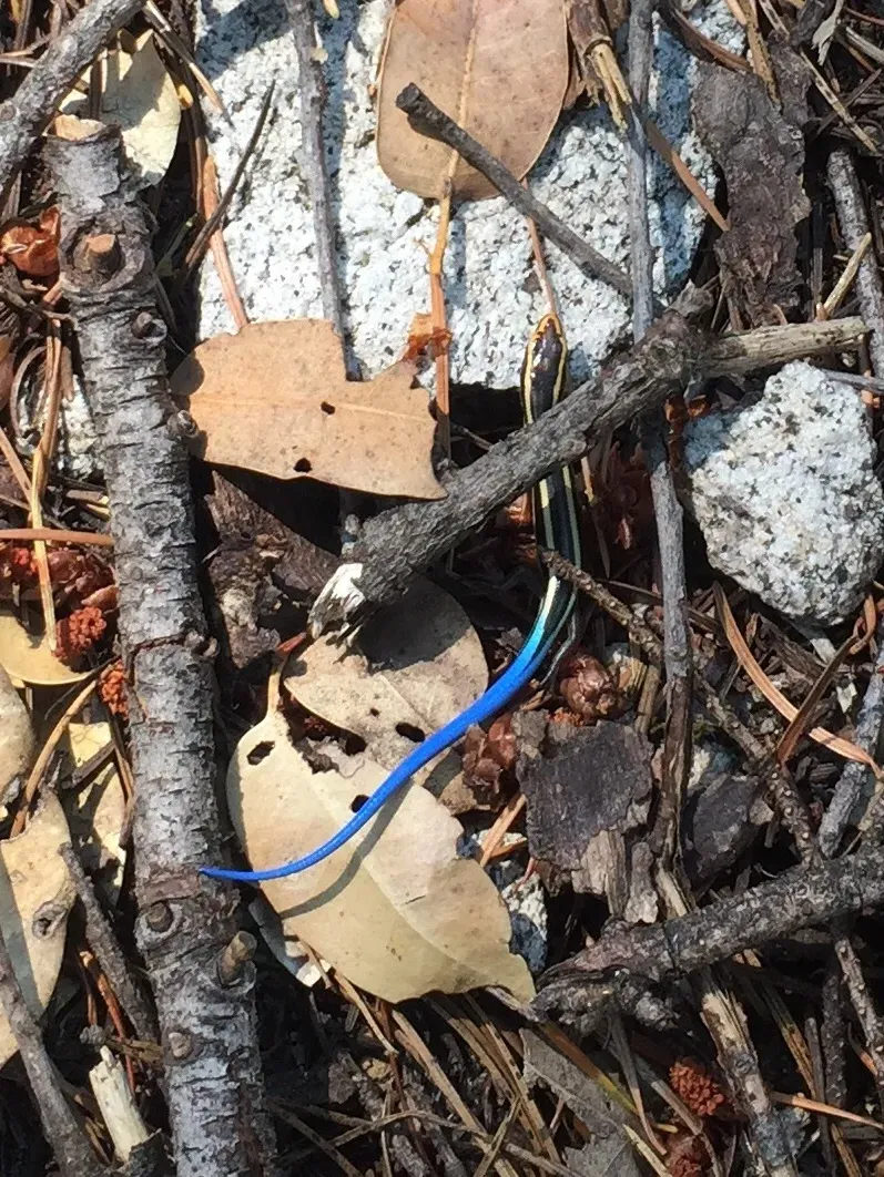 Bonus picture of a cool lizard